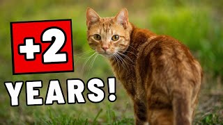 If You Do These 3 Things, Your Cat Will Live Longer (Proven by Vets)