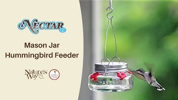 Mason Jar Hummingbird Feeder | Nectar Bird Feeder | Nature’s Way Bird Products