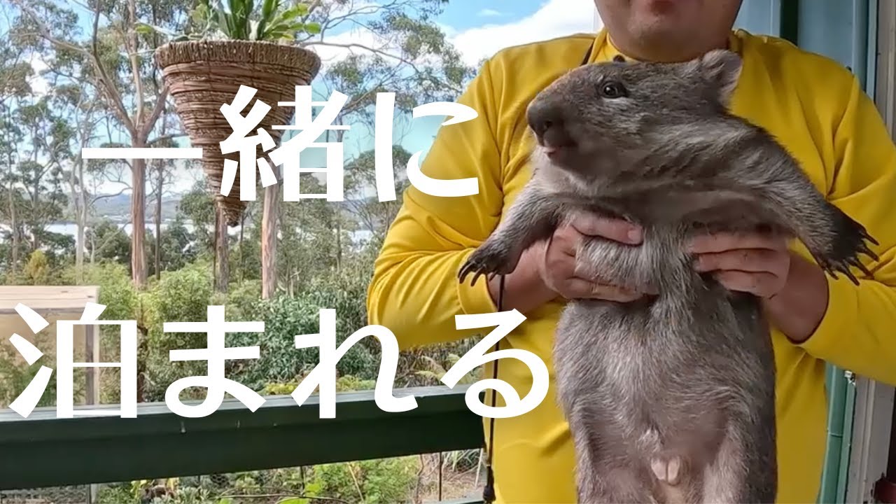 【神体験】ウォンバットと一緒に泊まれる宿が最高すぎた件