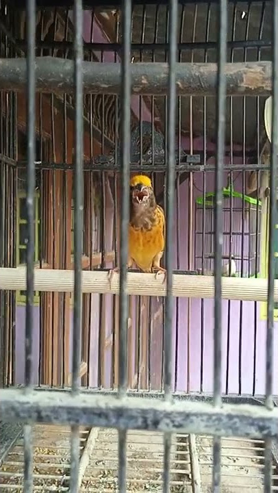 Burung manyar jantan suara asli alam