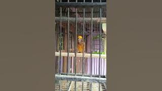 Burung manyar jantan suara asli alam