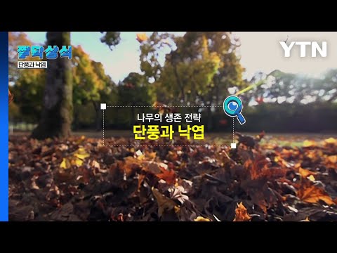 [짤막상식] 나무의 생존 전략, 단풍과 낙엽 / YTN