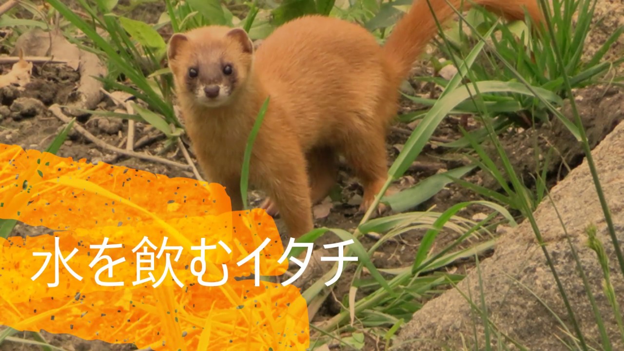 水を飲むイタチ Youtube