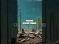 The Forgotten Giants of the Forest