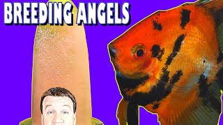 Breeding Angelfish: How to Breed Easily