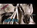 يابنات الريح جديد 2021 يابنات الريح جديد 2021