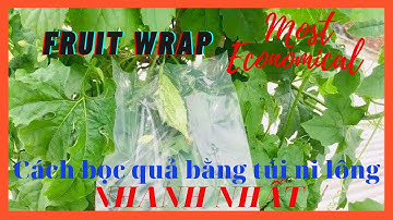 Cách bọc quả bằng túi ni lông NHANH NHẤT /T3 Garden