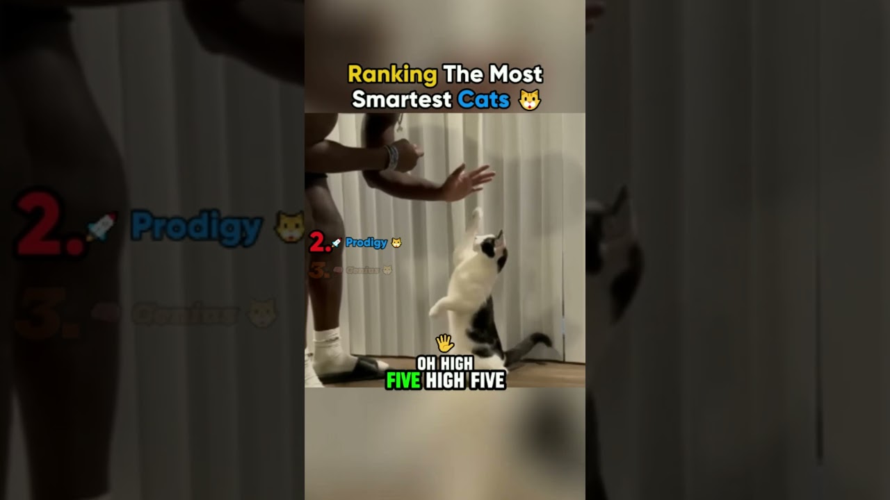 #cats #cat #catvideos #entertainment #catshorts #funnycats