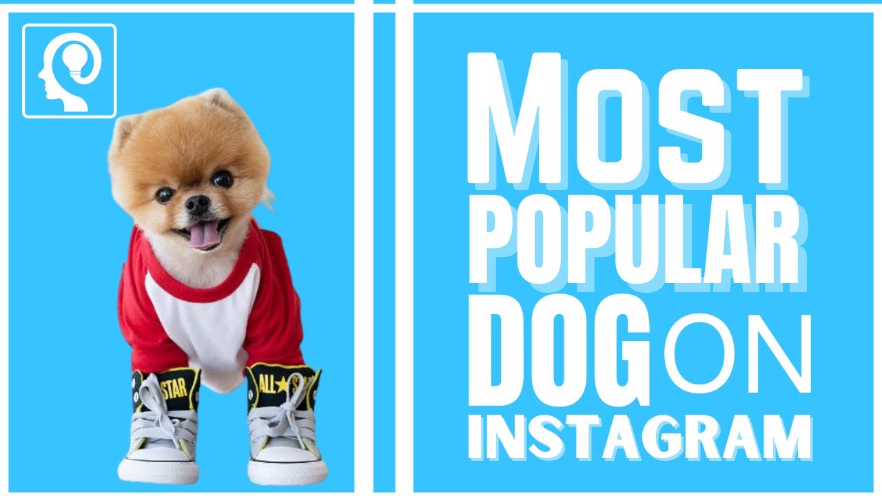 most famous dog on instagram | famous dogs on instagram | Jiff Pom ...