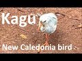 The kagu of new caledonia tropical bird than cant fly