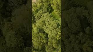 Ça passe XD Fly avec @Frpv1#axisflying Bando5 #dji O4Pro #fpv #drone #nature