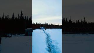 Three Moose 🫎 Jumped the Gate #alaska #moose #farming #life