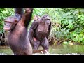 Chimpanzees Go Shopping | Walk On The Wild Side | Funny Talking Animals | BBC Earth