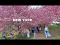 New york city 2024 spring walk central park bridle path cherry blossoms 4k nyc walk