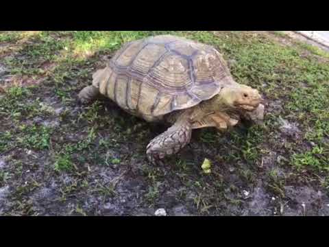 video editing software free Morning routine at tortoise terrace