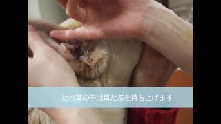 自宅での耳掃除の仕方　松山　ほうじょう動物クリニック