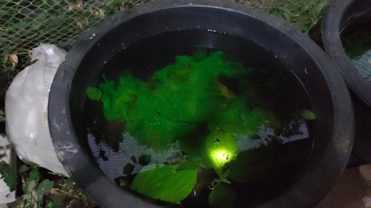 ยาเหลืองญี่ปุ่น ใช้ทำอะไรได้มั้ง