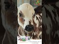 "Farmers Trust Us! 🌾 | Short Review on Adheshwar Feed" #dairyherd #dairyfarming #adheshwaragro