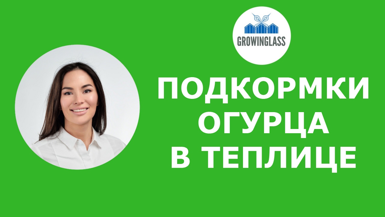 Подкормки огурца в теплице