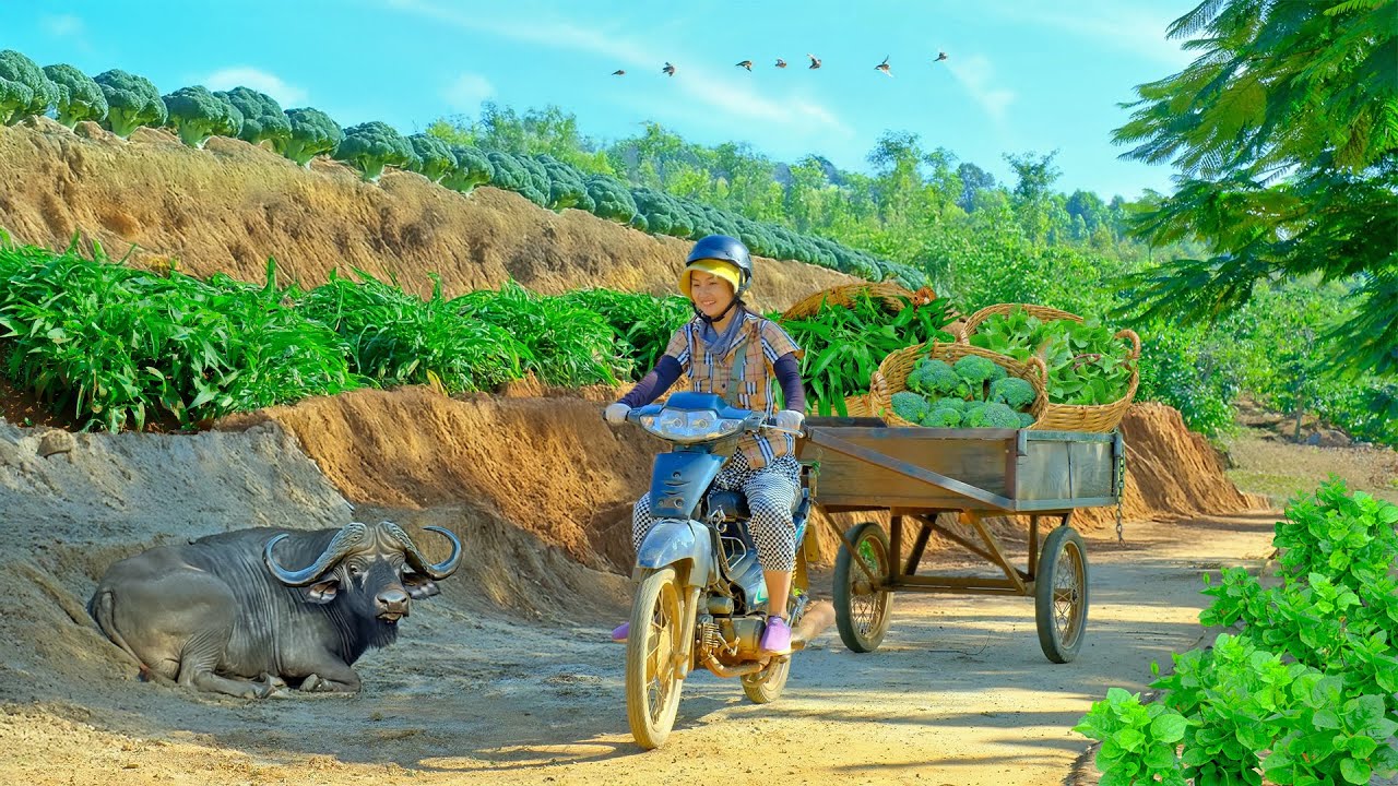 Harvest A Truckload: Water Spinach, Jute, Cauliflower To Sell At Market, Fix Nursery, Planting Trees