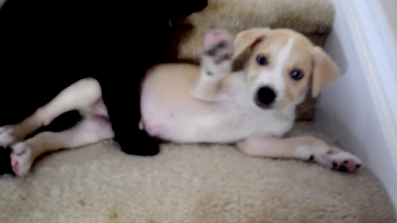 siberian retriever puppy