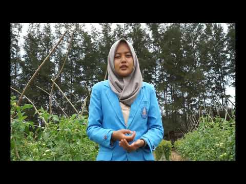 Video: Buah Busuk Tanaman Pome