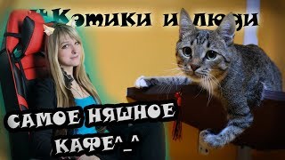 ОБЗОР НА КОТОКАФЕ 