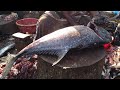 30Kg Solid Rock fish Cutting & Chopping in Indian Fish Market