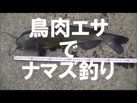 鶏肉エサ アメリカナマズ釣り In 霞ヶ浦 Youtube