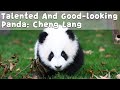 Talented And Good-looking Panda Of Class 2019: Cheng Lang | iPanda