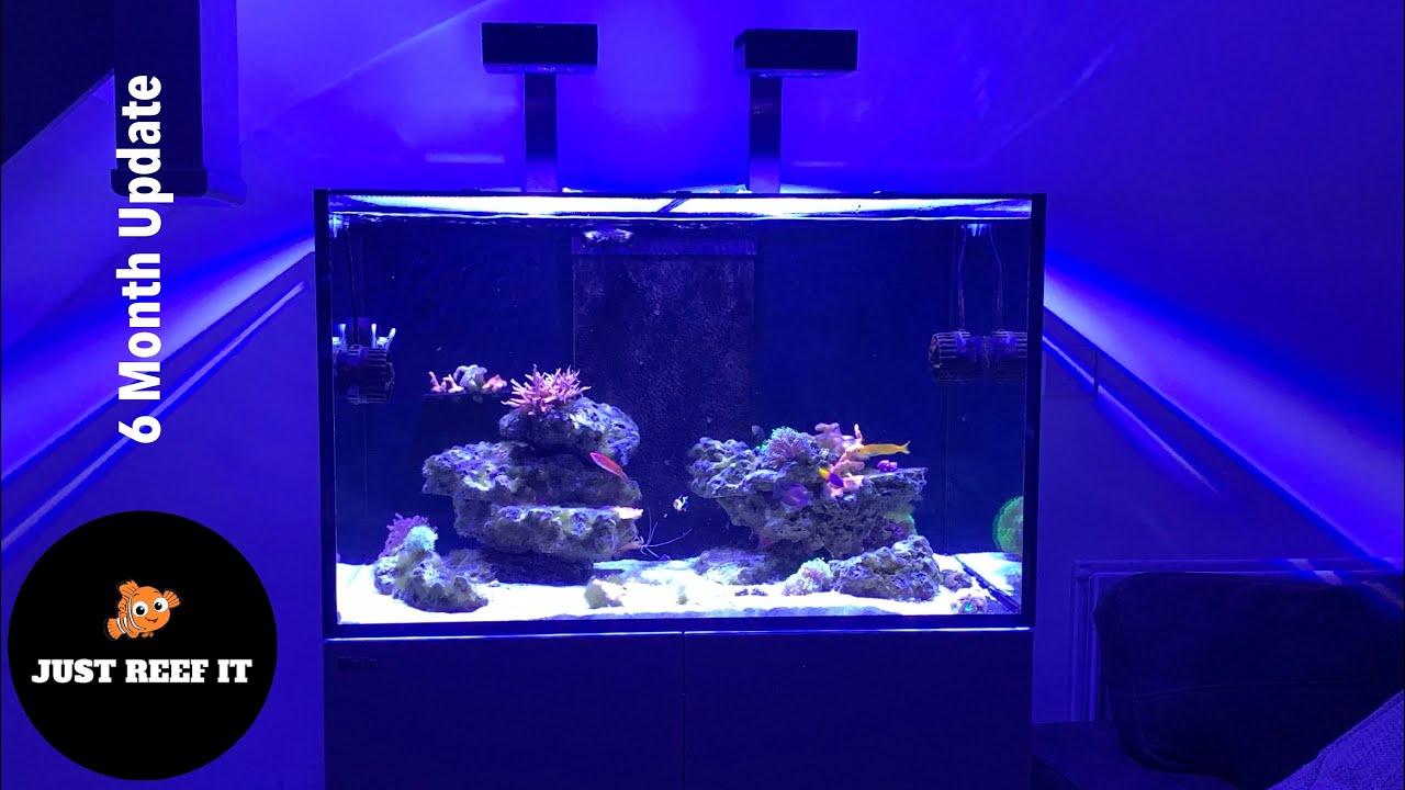 Red Sea REEFER XL300 | 6 Month Update