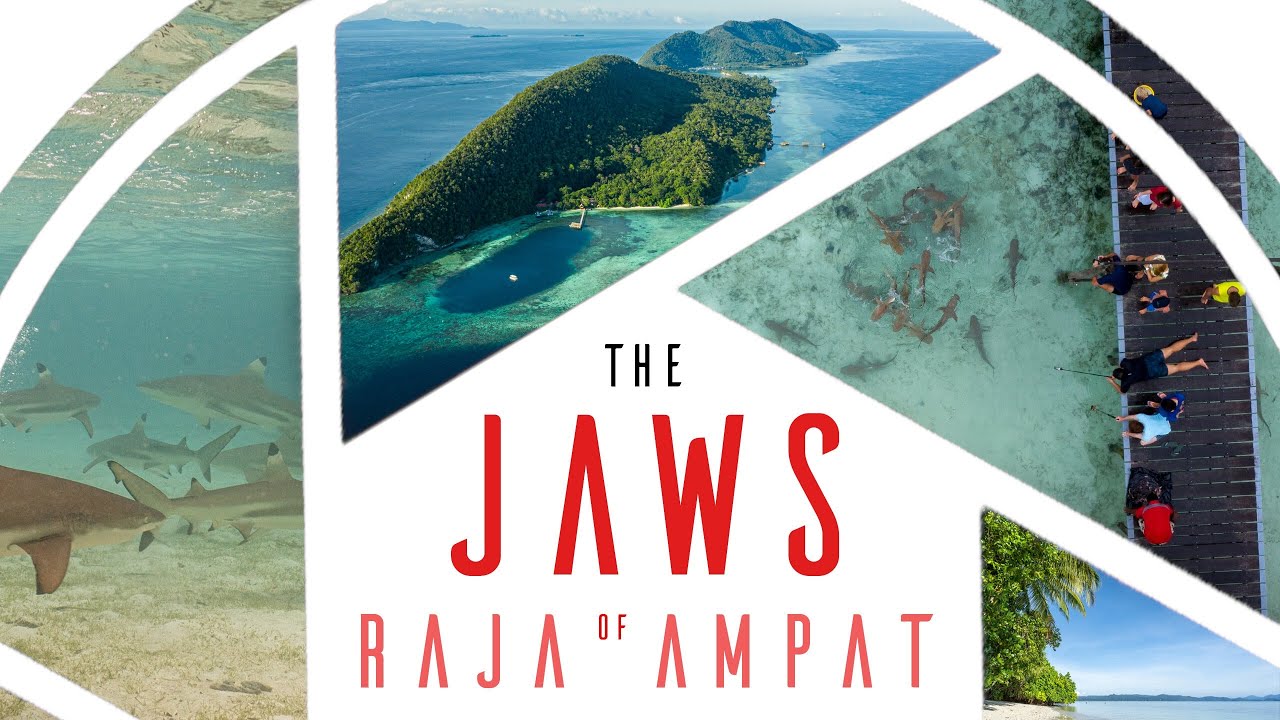 In the middle of a shark frenzy in Raja Ampat!!! - Diving & Travel Ultimate Guide (Cinematic Video)
