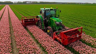 Removing tulip flowers | John Deere 6130R(X) on tracks! | Tulip farming in the Netherlands