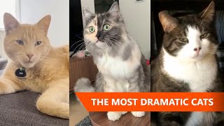 Proof That Cats Are The Most Dramatic Animals 2 | Funny Cat Videos