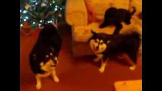 Five Lappies and a Cockerpoo at Dogs to Stay - it's going to be a great Christmas by Simon Brown 136 views 10 years ago 1 minute
