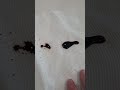 Insane Fabric Coating on Paper Towel!