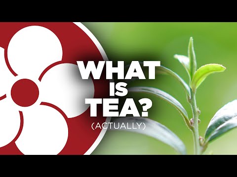 Video: What Is Tea
