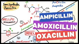 When To Use Amoxicillin Vs. Piperacillin? Penicillin Full Guide