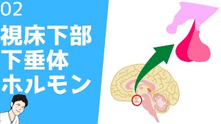 ② 視床下部、下垂体前葉、後葉ホルモンの働きと種類【看護、薬学生向け】