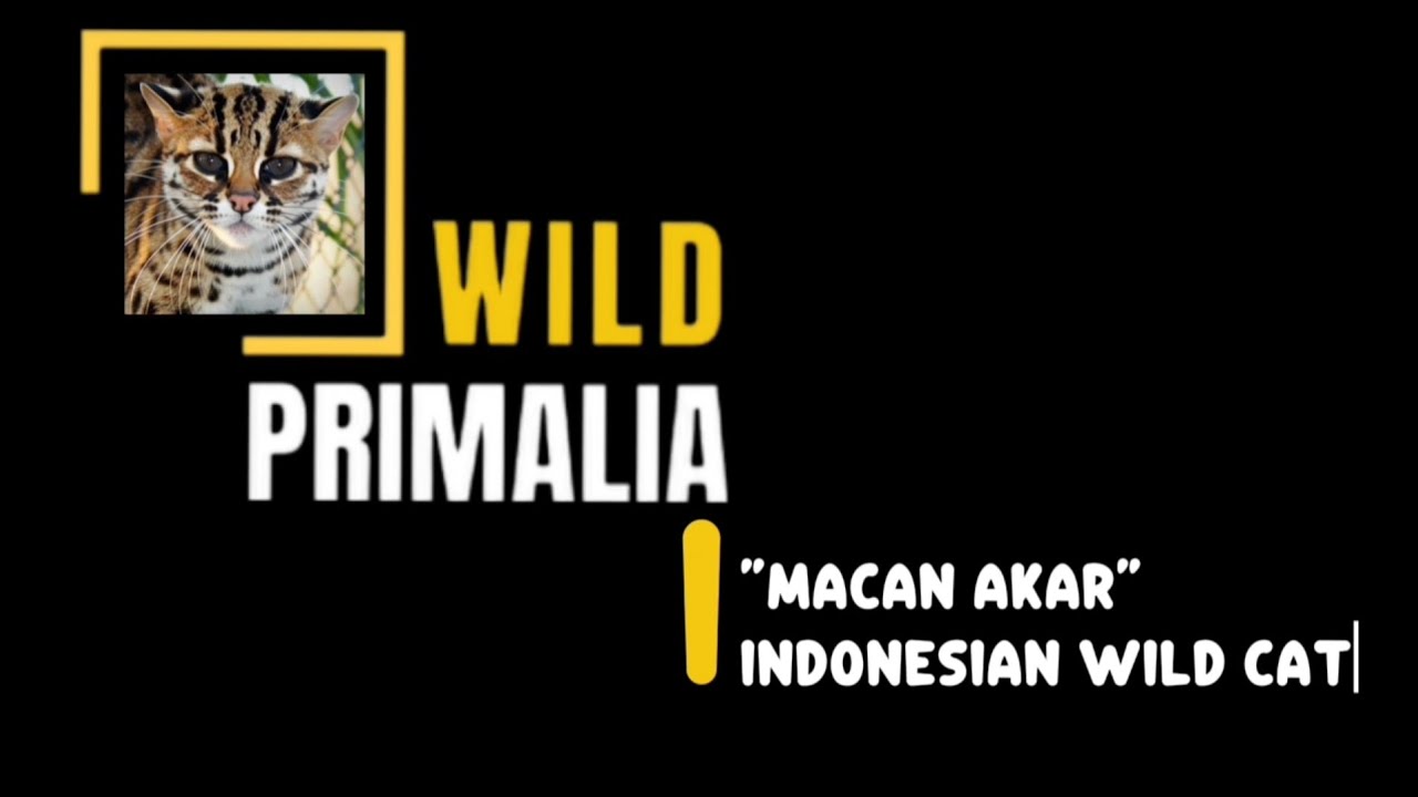 The Phantom of Borneo: The Elusive "Macan Akar" | Wild Primalia