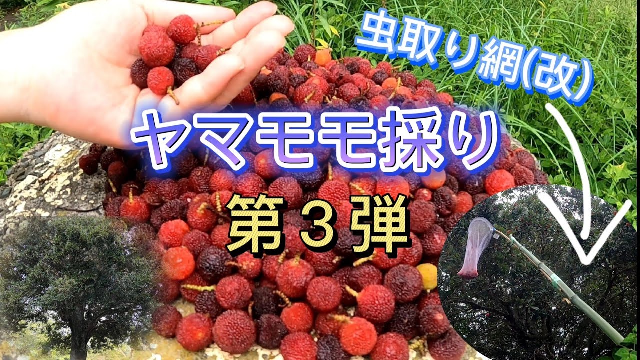 ヤマモモ採り #3 】第3弾 改造 虫取り網 で採る ヤマモモ の 果実集め