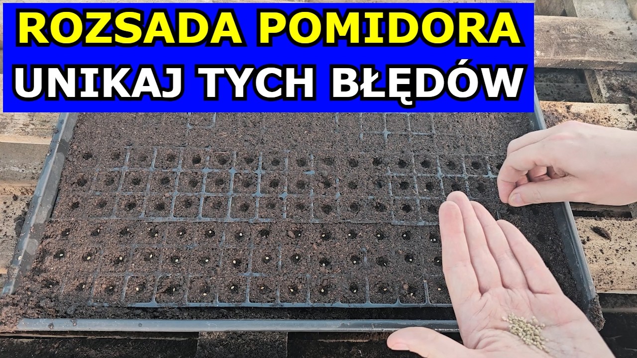 Błędne Siewy Pomidorów. Unikaj tych Błędów przy Siewie i Pielęgnacji Rozsady Jak kiedy Siać Pomidory