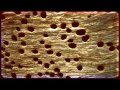 Treatment Of Termites