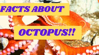 10 Amazing facts about octopus!!!!