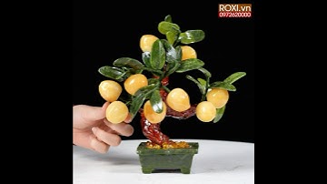 Cây đào ngọc hoàng long 9 quả size nhỏ