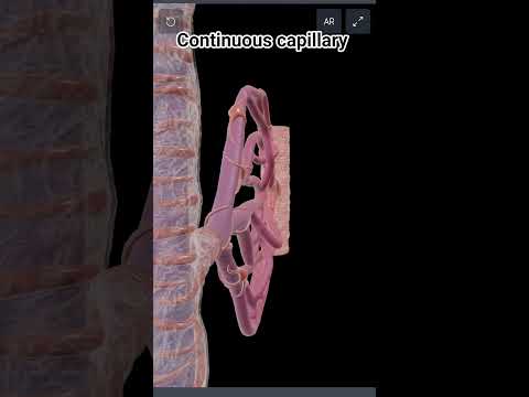 #youtubeshorts#anatomy#Study#heart#hot#made#blood#trend#pink #system #bone#arterial#art#Interior#my