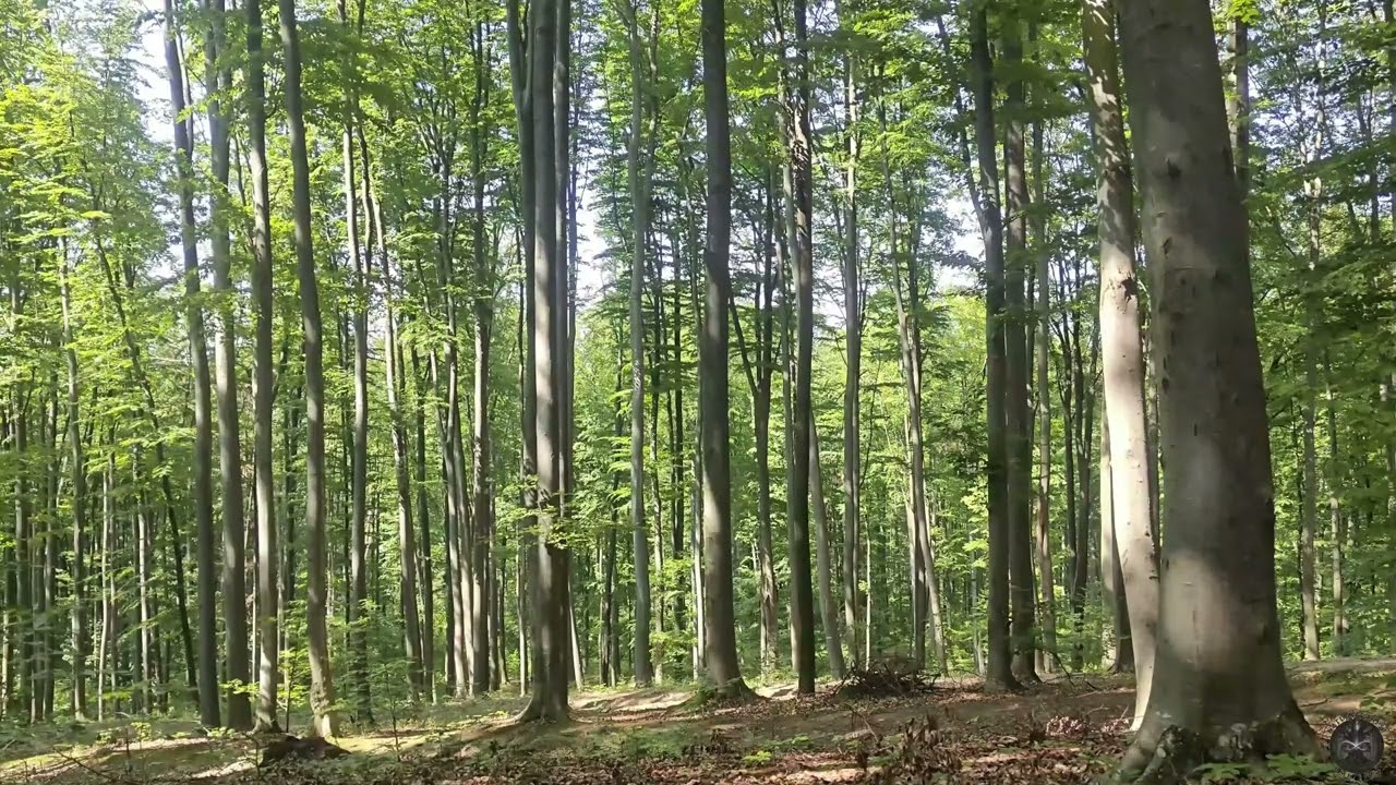 Relaxing Forest Nature LIVE 🌲 Sun Rays, Birds Chirping, Calm Woodland Ambience