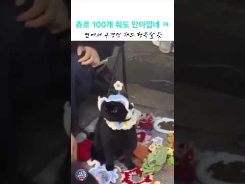 츄르 100개도 안 아까운 일당백 피팅 모델 ㅋㅋ #유머 #웃긴짤 #고양이 thumbnail