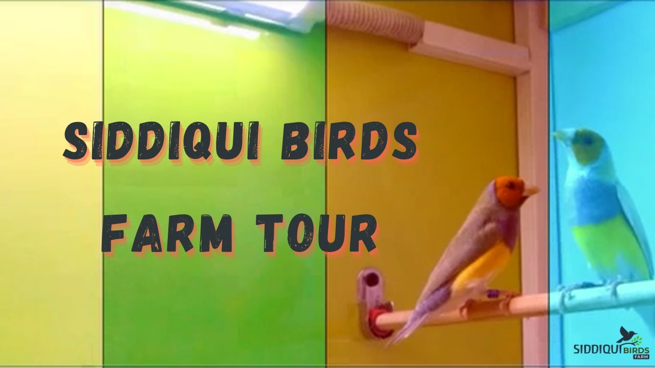 FANCY BIRDS FARM | BIRDS BREEDING FARM | SIDDIQUI BIRDS FARM