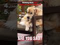 Ranking Best DOG UNDERSTANDING ENGLISH #funny #laughter #comedy #shorts #fyp #viral #dog #trends